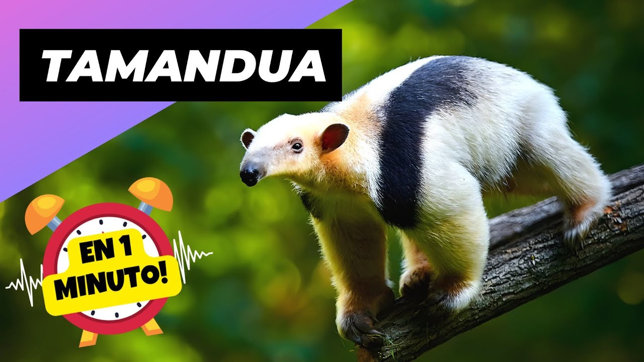 Tamand&uacute;a 🦥 El Adorable Oso Hormiguero! | 1 Minuto Animal