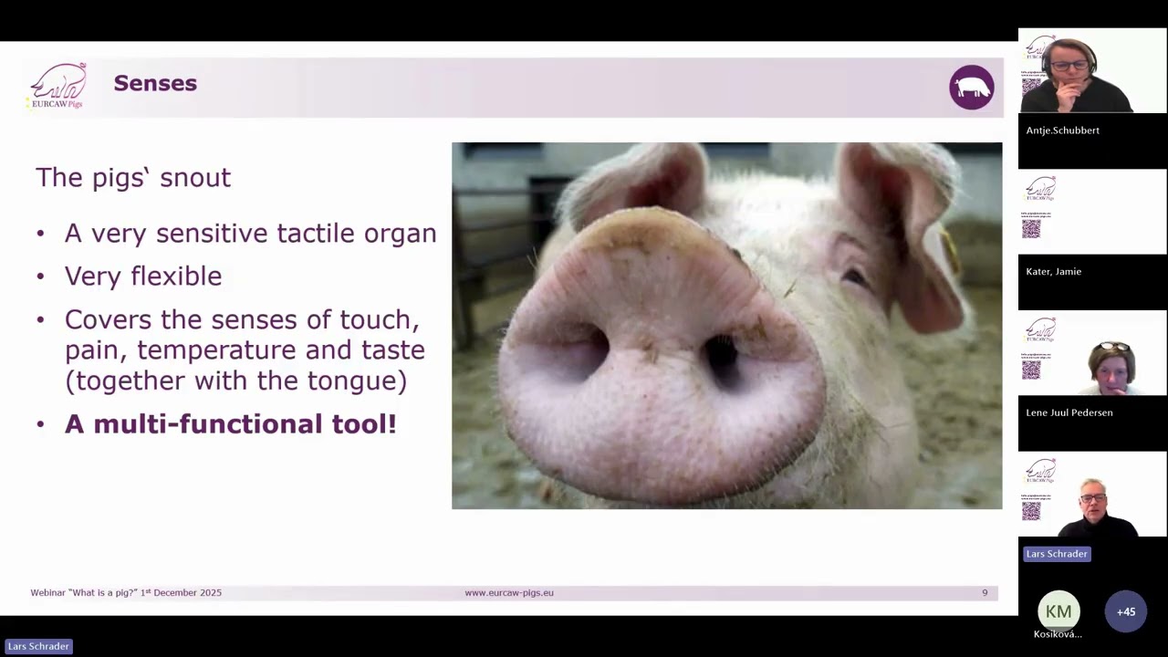 EURCAW-Pigs webinar What is a pig - Social structure, social behaviour and communication, pig senses
