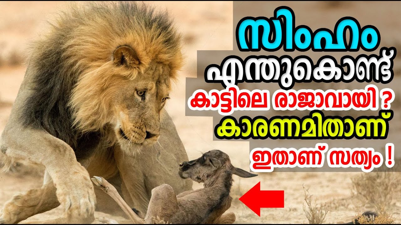 സിംഹം എന്തുകൊണ്ട് കാട്ടിലെ രാജാവായി ! What exactly makes the lion the king of the jungle?