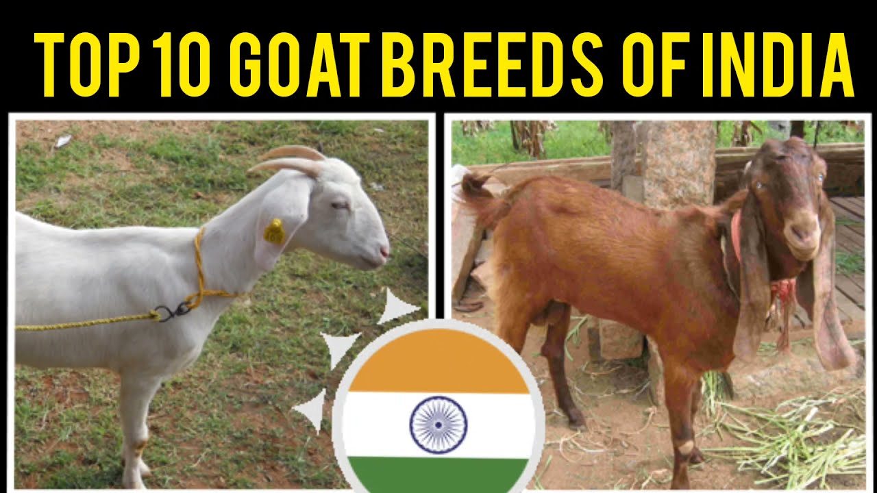 GOAT BREEDS OF INDIA. 1TOP 10 GOAT BREEDS OF INDIA.