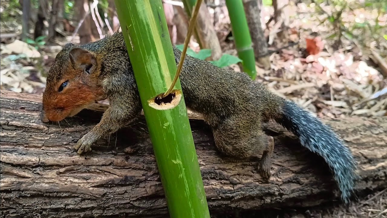 create astonishing trap to catch Squirrel