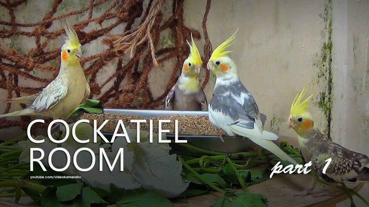 Cockatiel Room: September 2025 - Part 1