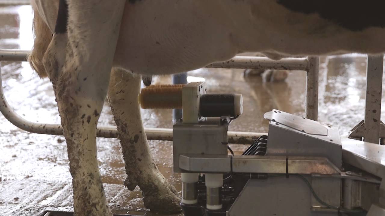 Fullwood M2erlin – robotic milking machine in action