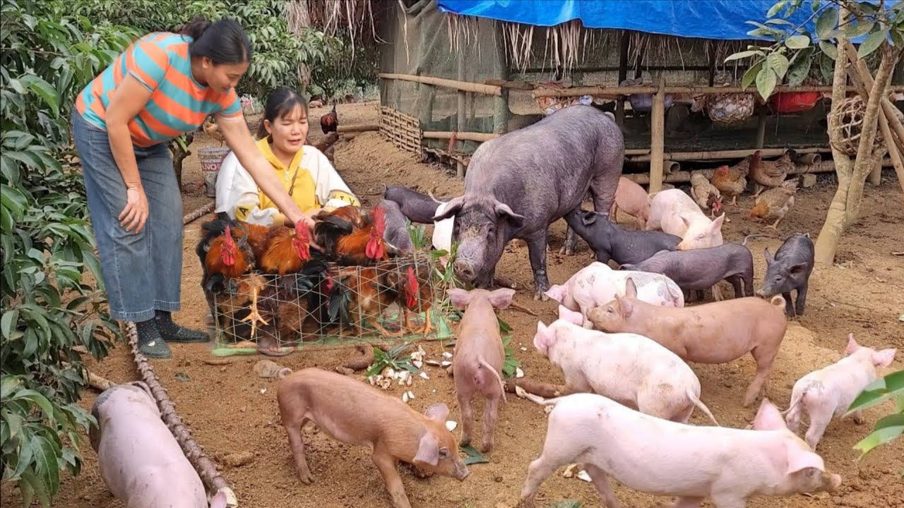 Take care of the lactating sows. The chickens are sold to traders who buy them to roast. ( Ep 410 )