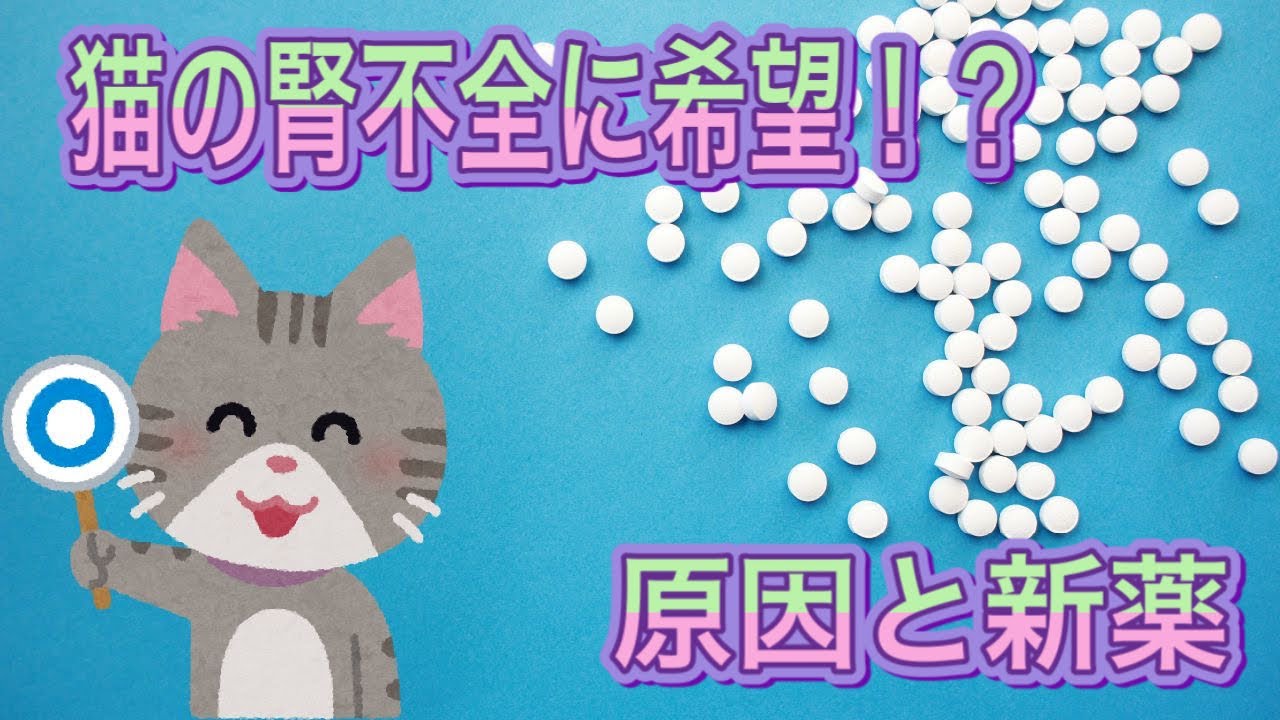 猫の腎不全に希望？腎不全の原因と新薬を解説。