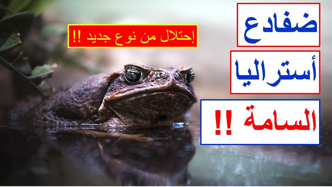 إحتلال الضفادع لأستراليا - Cane toad Australia