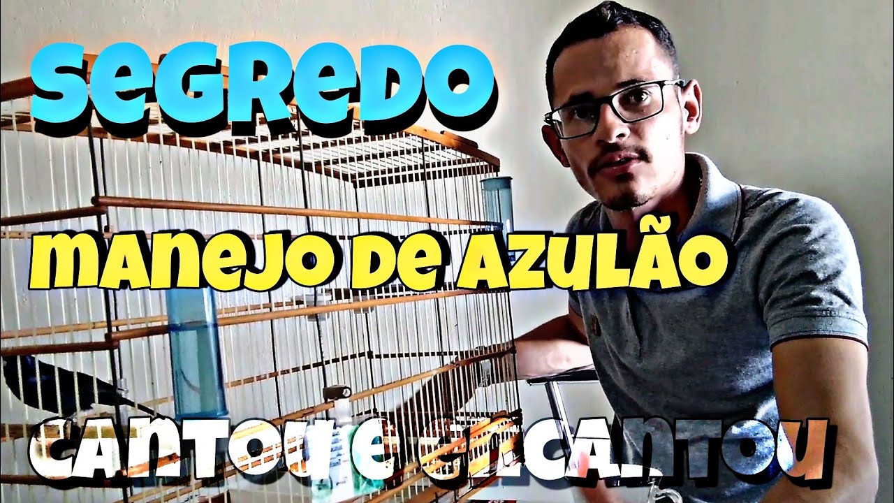 DICAS E MANEJOS/  SEGREDOS DE AZULOES DE FIBRA/ COMO TER UM AZULAO AFINADO