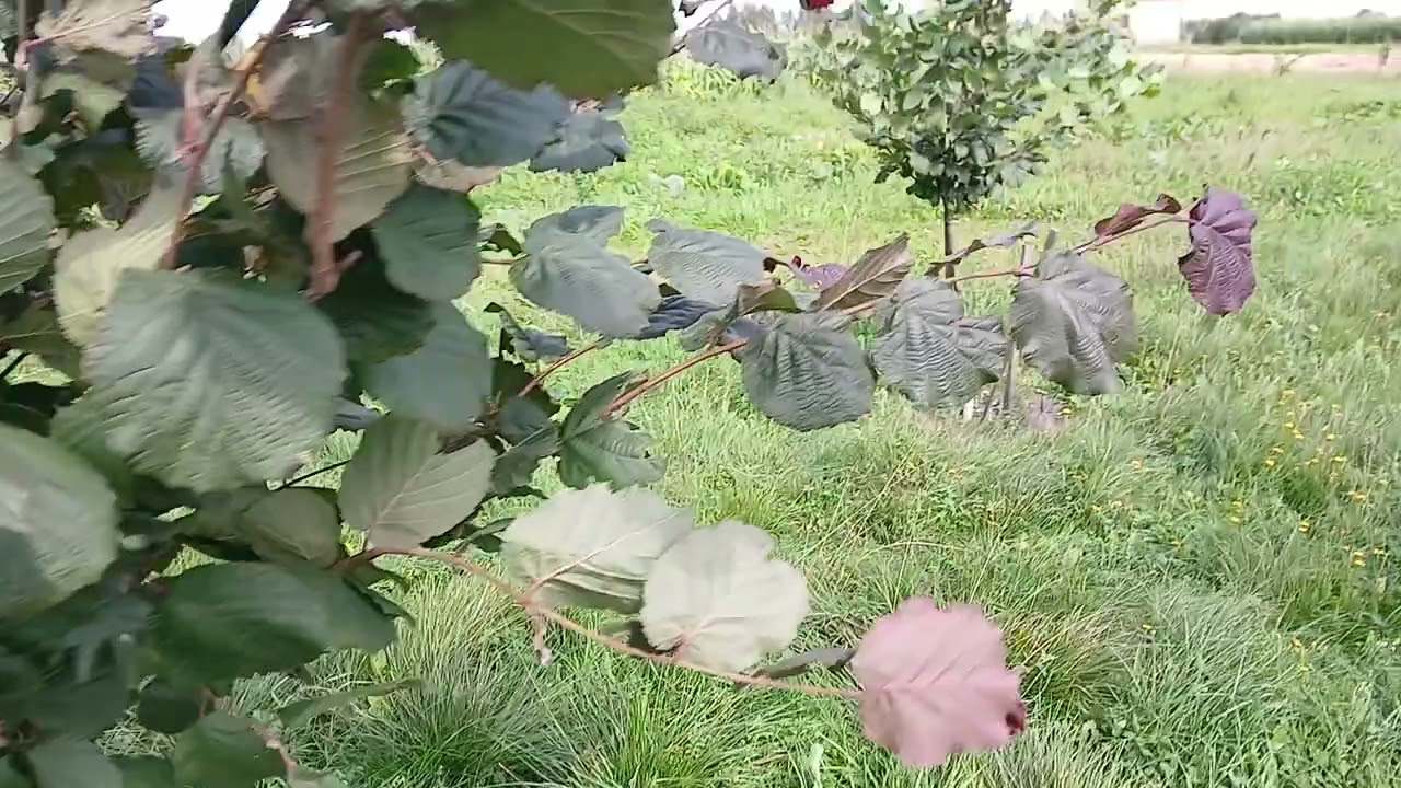 Результат посадки фундука на ведмежому горіхові,робимо висновки.
