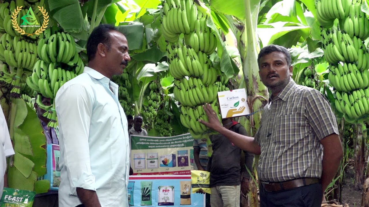 Banana farming fertilizers in telugu | Banana farming | Annapurna agri space | prathibha biotech