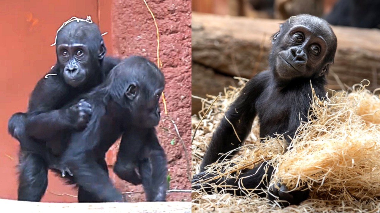 Gorilla Peek-a-Boo Turns into Rope-Swing Wrestling Match! [ft. Ajabu, Mobi & Gaia]