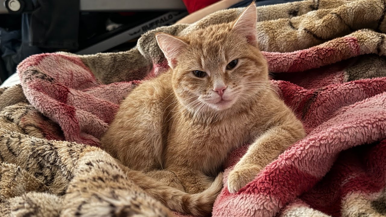 Too naughty, too cute, and full of endless energy 😼🐾