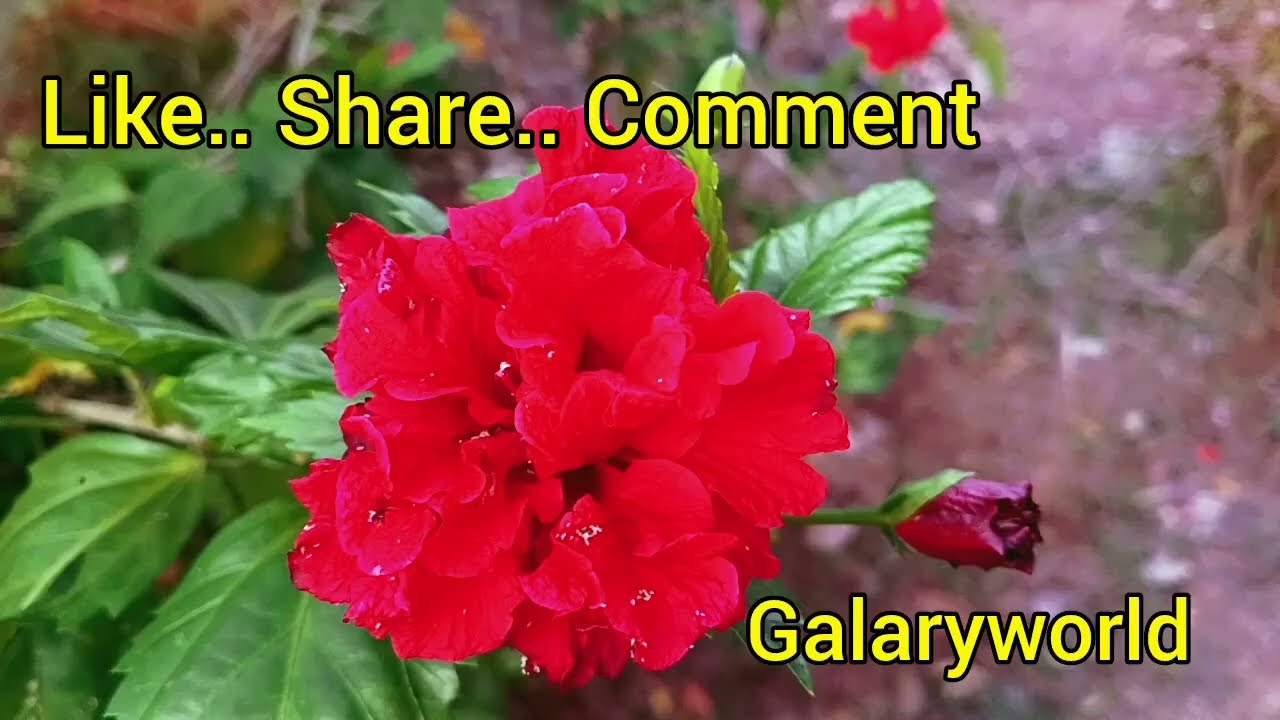 കുടുംബക്ഷേത്രത്തിൽ ശിവൻ കൊണ്ടുപോകുമെന്ന് ഭാമ ശാരദമ്മയോട്.. .. || Episode 1425 || || 14-03-2026 ||  