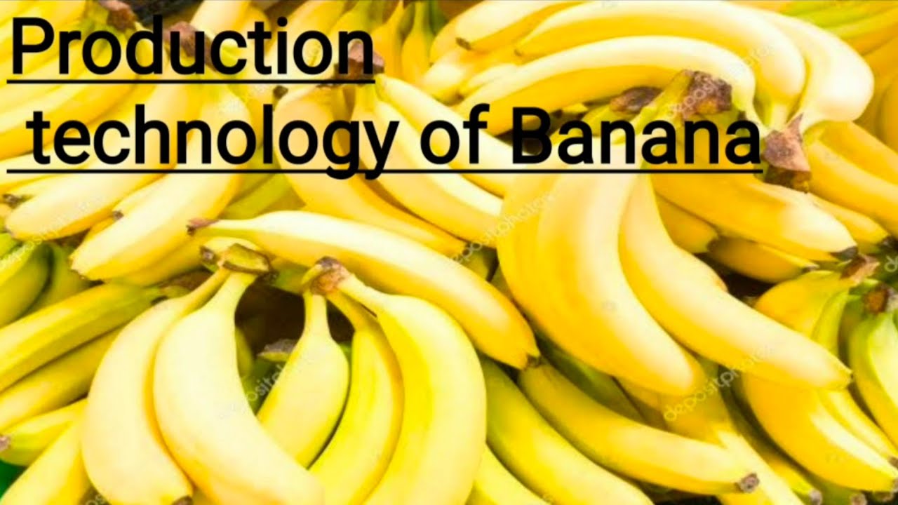 Production Technology of Banana by Dushyant Ghangas #FRTS221