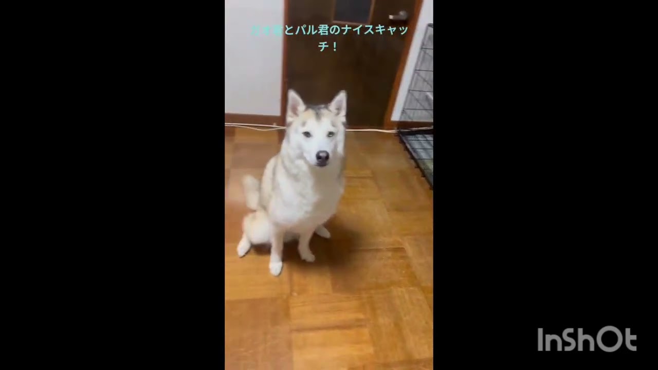 卒業犬パル君とご家族からの幸せ便り💕2026年2月号