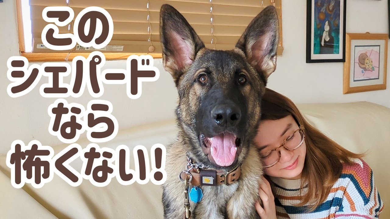 【ジャーマンシェパード】久しぶりの再会に犬も娘もでれでれ😁