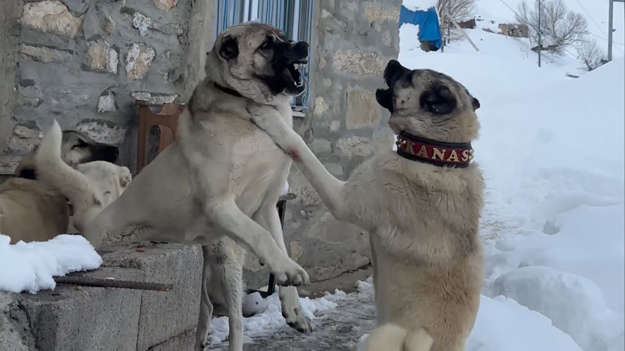 KIZAN YÜZÜNDEN KÖPEKLER KÖTÜ KAVGA ETTİ BAŞ KÖPEĞİ DURDURAMADIK