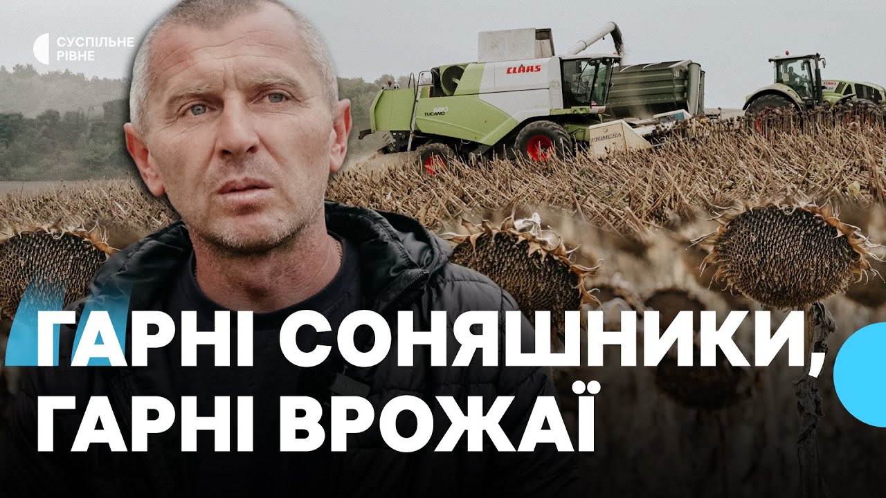 Ціна на олію зросте: на Рівненщині закінчують збір соняшникового насіння