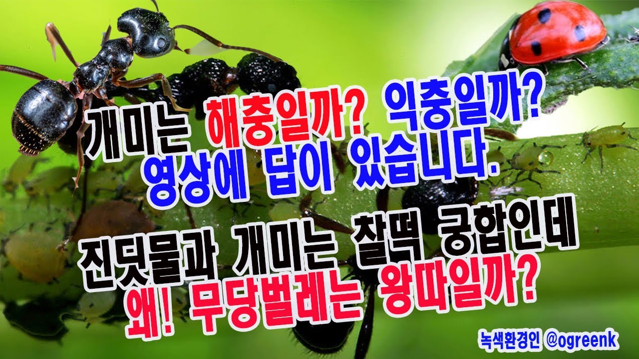 진딧물과  개미는 와 찰떡 궁합이고 무당벌레는 찬밥인가?