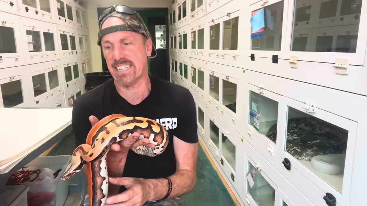 Blood Pythons, Why I keep Obsessing