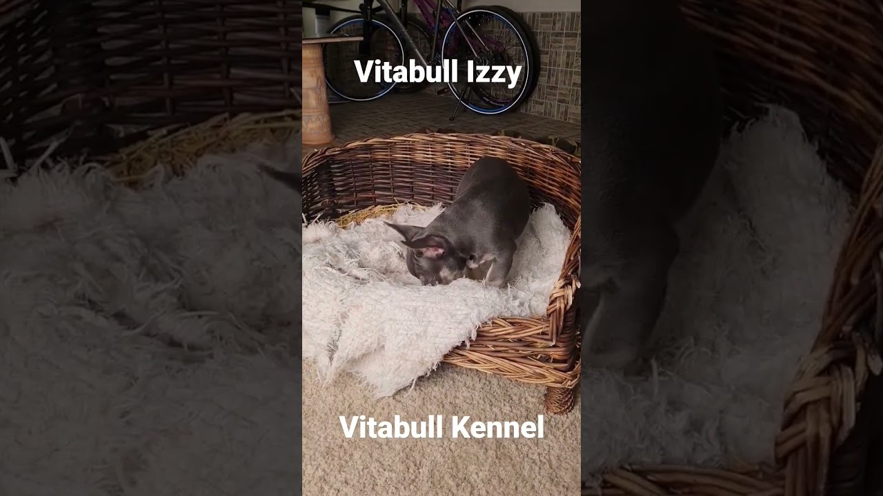 Vitabull Izzy  