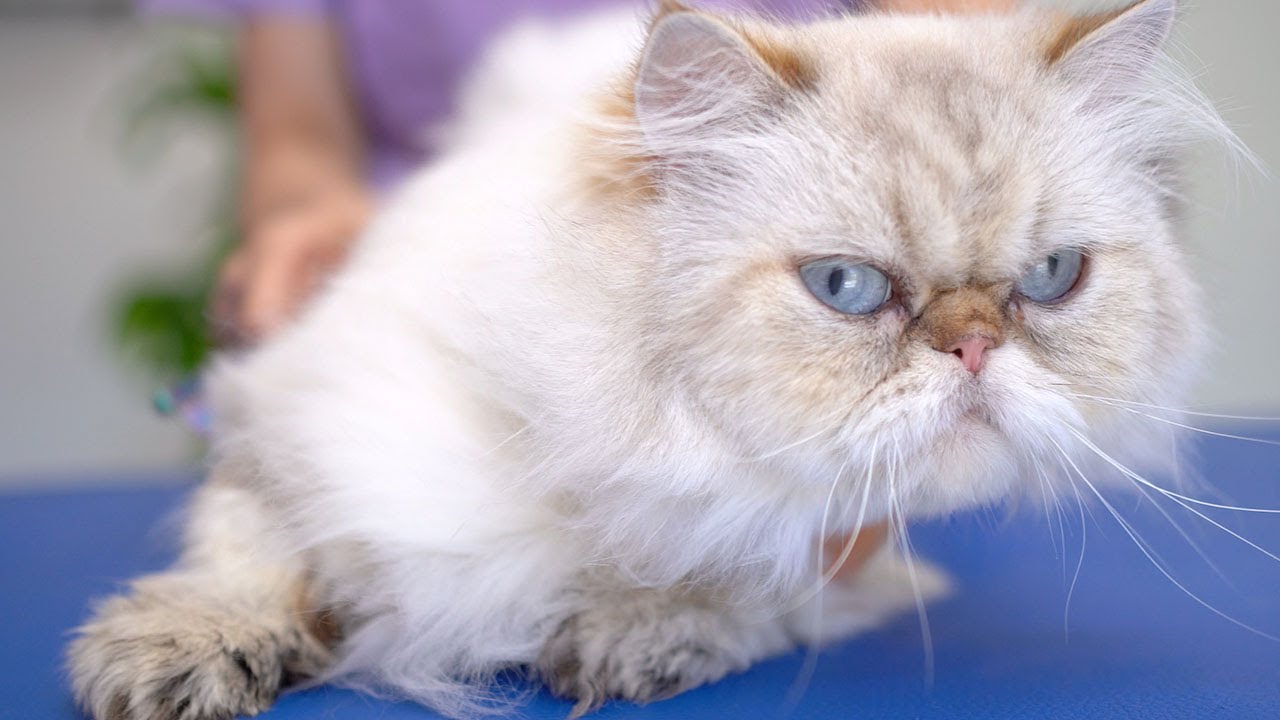 Самый дружелюбный кот в мире пришел принять ванну! 😻🛁✂️❤️