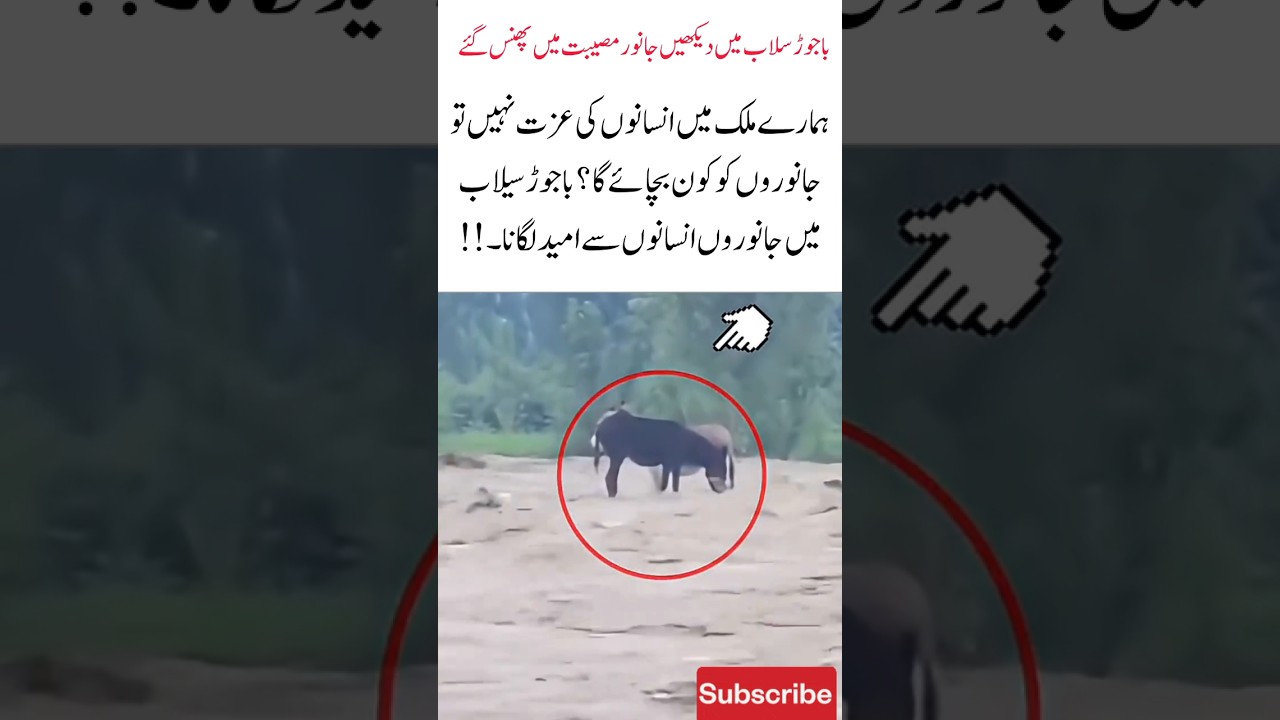 Animals Trapped in Bajaur Floods #Bajaur Floods #Save Animals #Pray For Bajaur #foryou