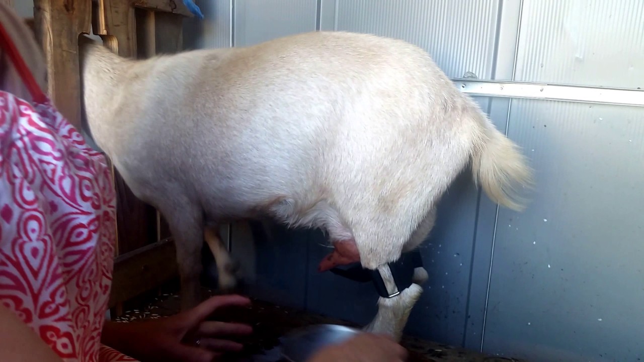 Goat milk - from farm to table