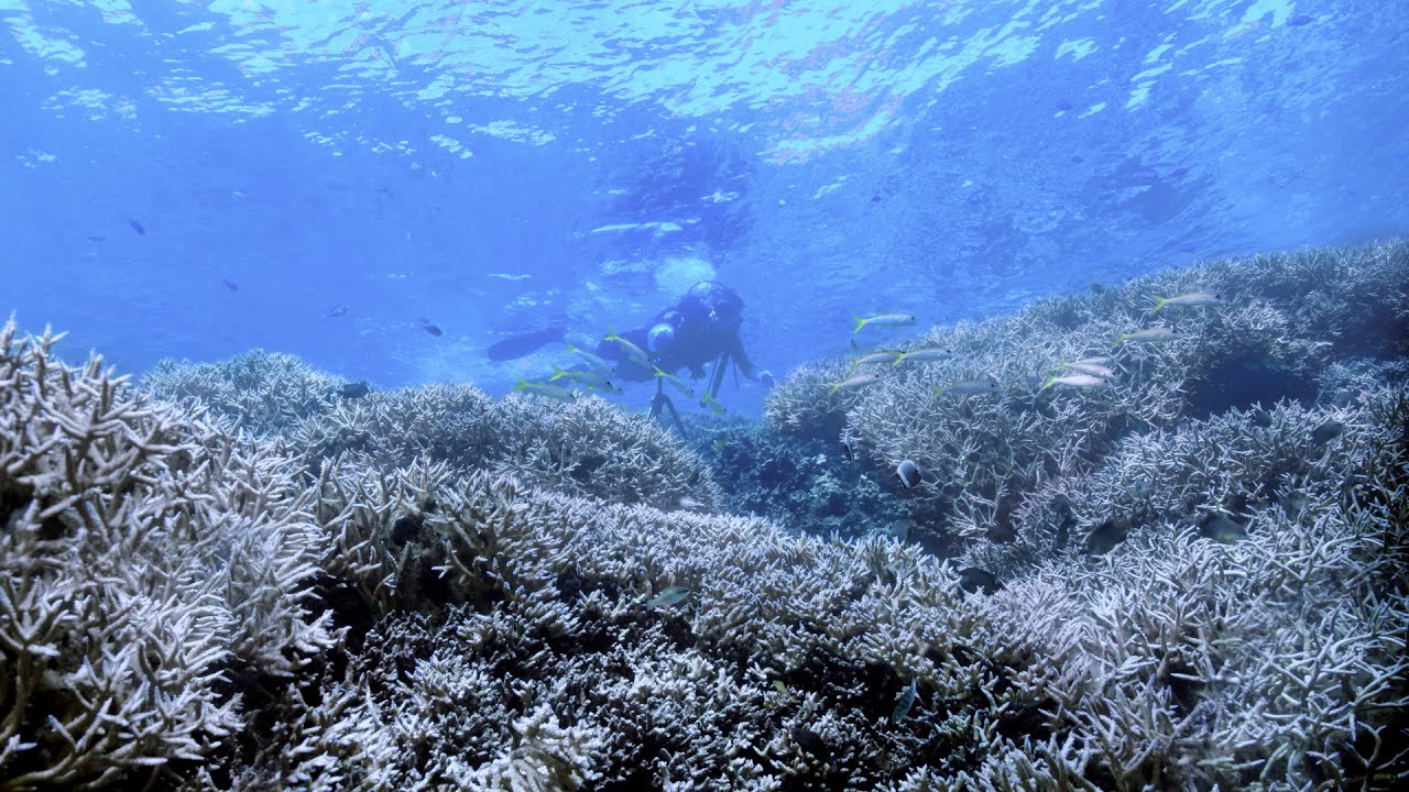 &lsquo;Chasing Coral&rsquo; documents destruction of coral reefs