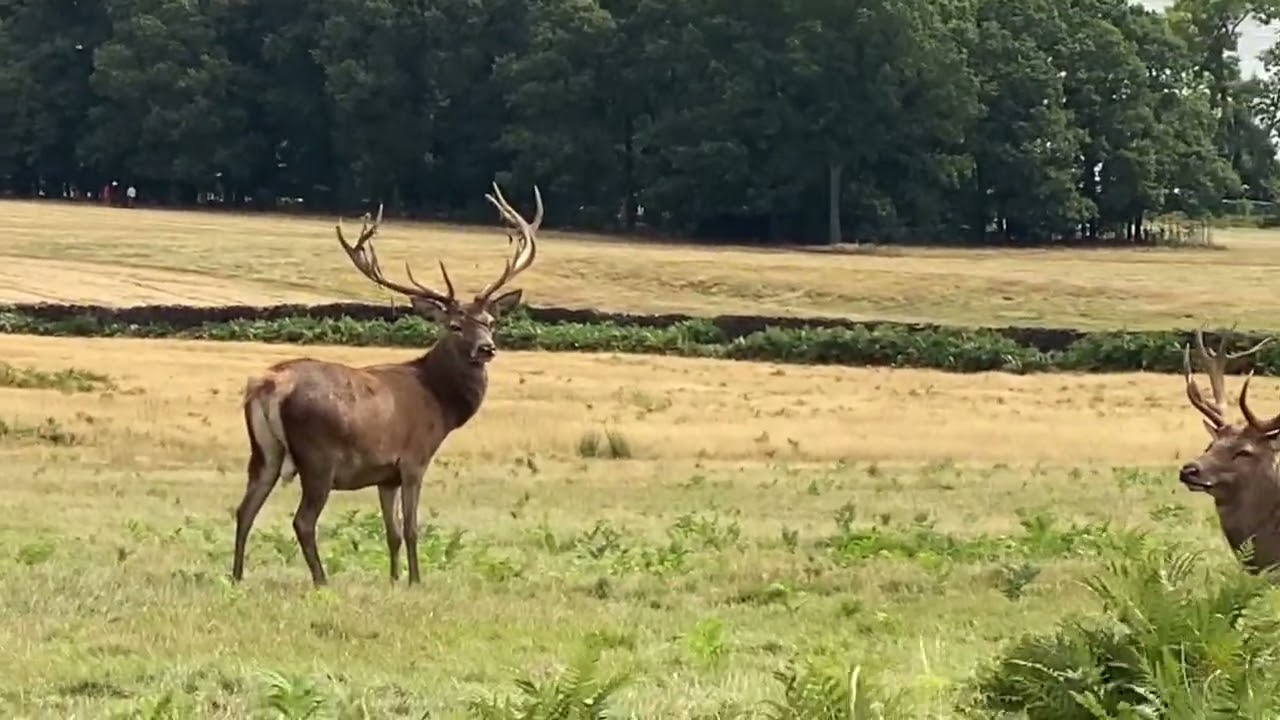 Bradgate park free roaming deers beautiful #england #wilddeer #beautiful 
