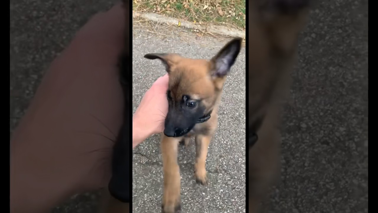 Seven tout bébé ☺️