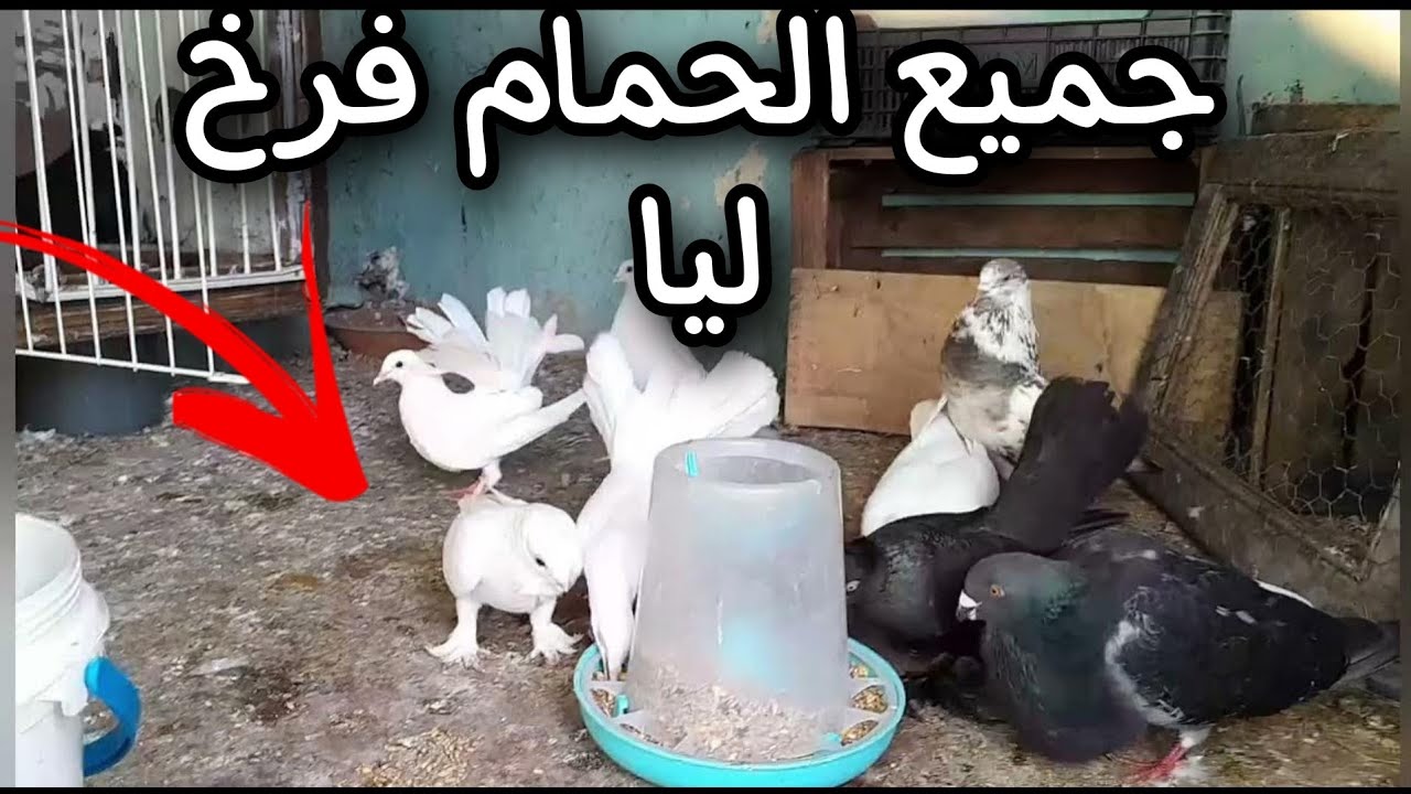 و أخيرا فرخ طوس أنديه  + قرطاسي و جرانيا فرخو + عنبر بقا ليه 1 نهار و يفرخ+إستعداد كاميرات المراقبة