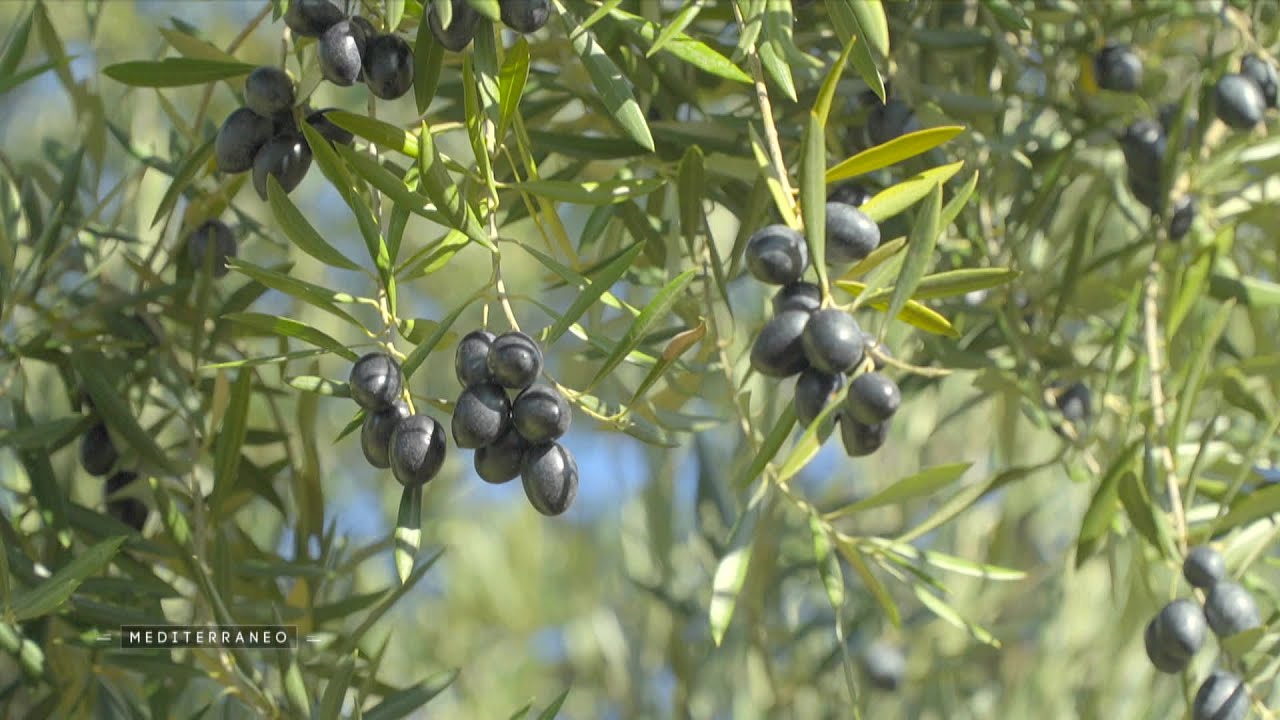 MEDITERRANEO – A Jaén en Espagne où la sécheresse impacte fortement la production d’huile d’olives