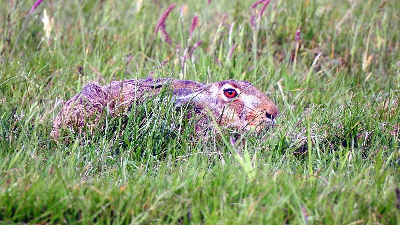Von Hasen und Rebhühner und vielen anderen Wildtieren.