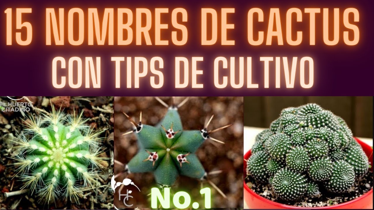 NOMBRES DE CACTUS No.1  || HUERTO CITADINO