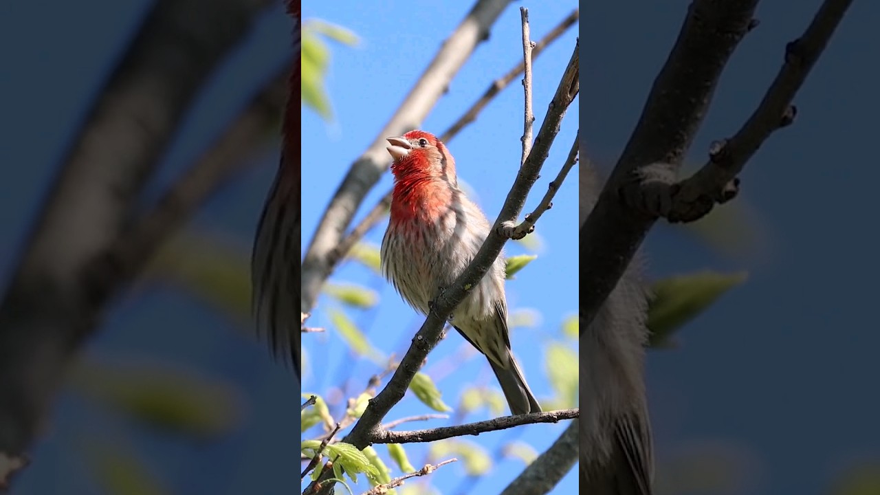 House Finch Singing - Backyard Bird Calls