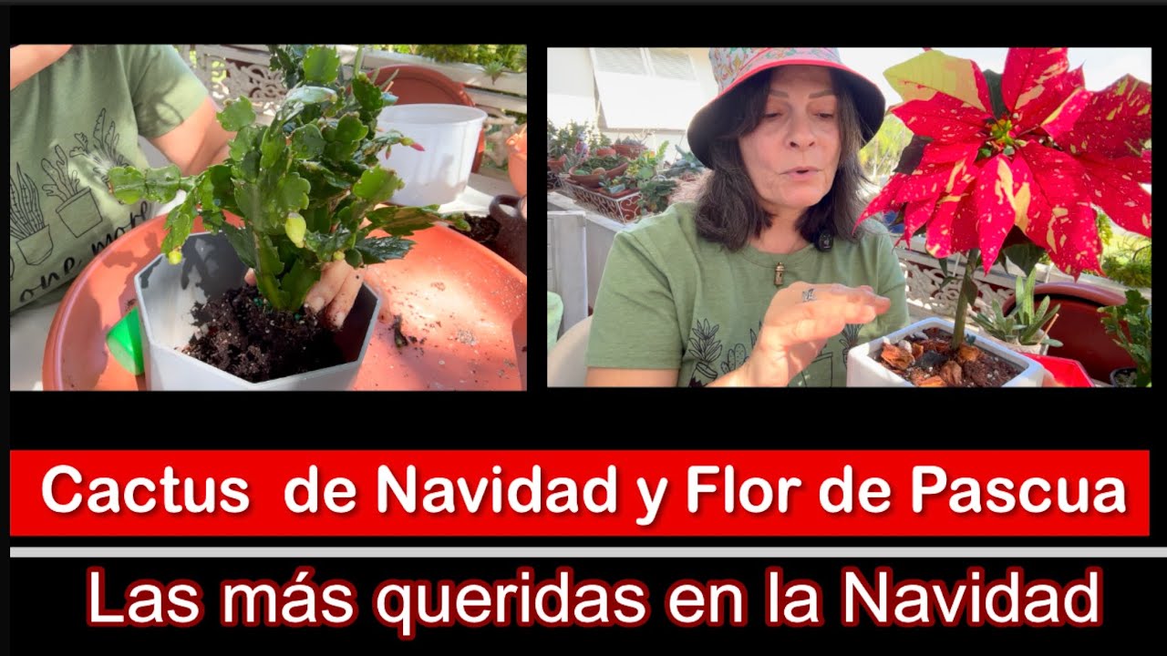 PLANTAS NAVIDEÑAS Christmas cactus y Pascua de Navidad (Noche Buena)