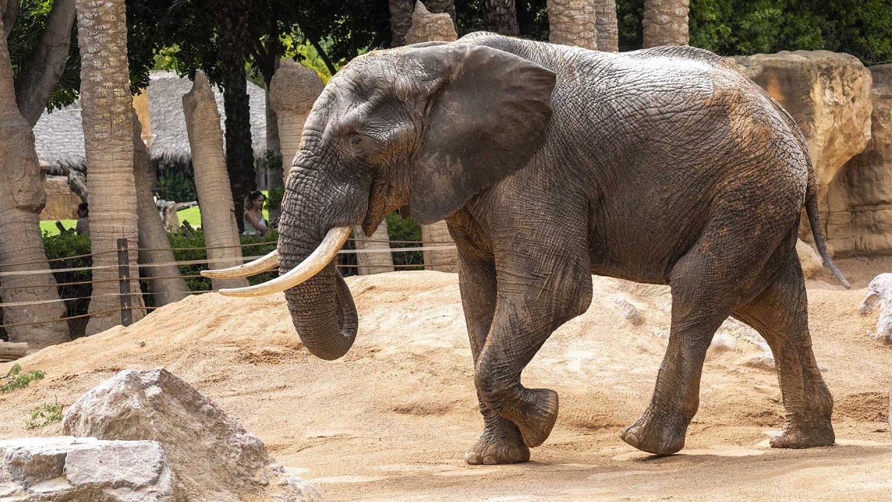 BIOPARC Valencia da la bienvenida a Tooth, un macho de elefante africano de 31 años (junio 2024)