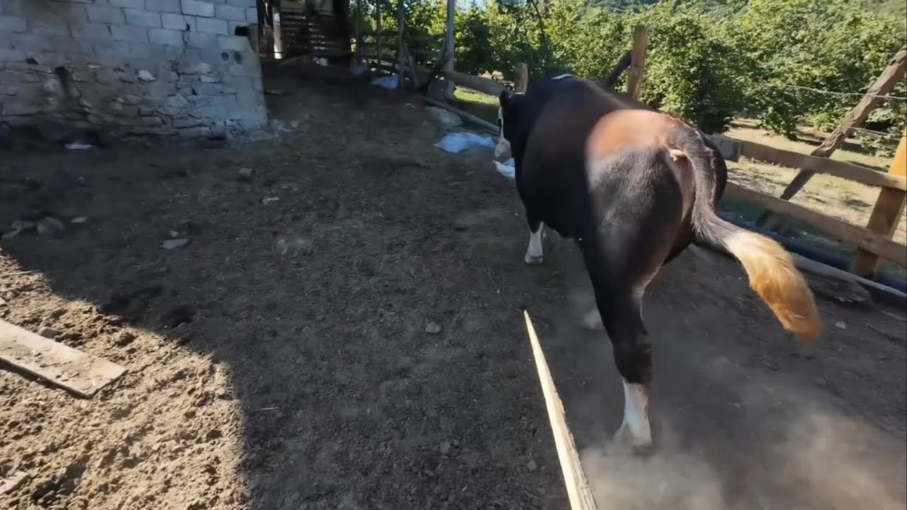 Hayvancılık Yapmak İsteyenlere Tavsiyeler Büyük Kurbanlık Paşamızı Ahıra Aldık Artık Beside 