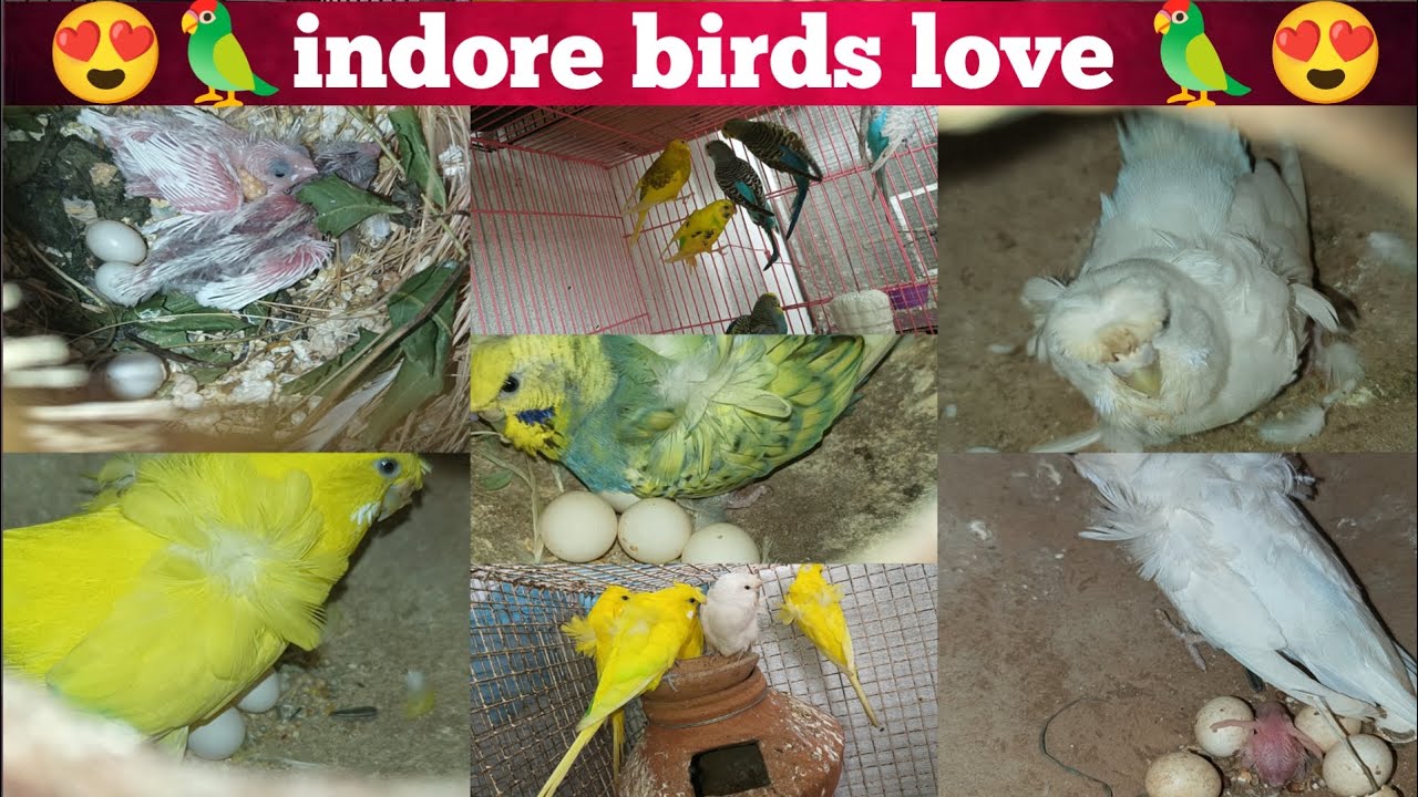 😍🦜🚁Hagoromo Budgies 🚁🚁Breeding Setup 😍🦜(26/06/2025 )!!Helicopter bajari🚁हेलीकॉप्टर बजारी🚁#petsvlog