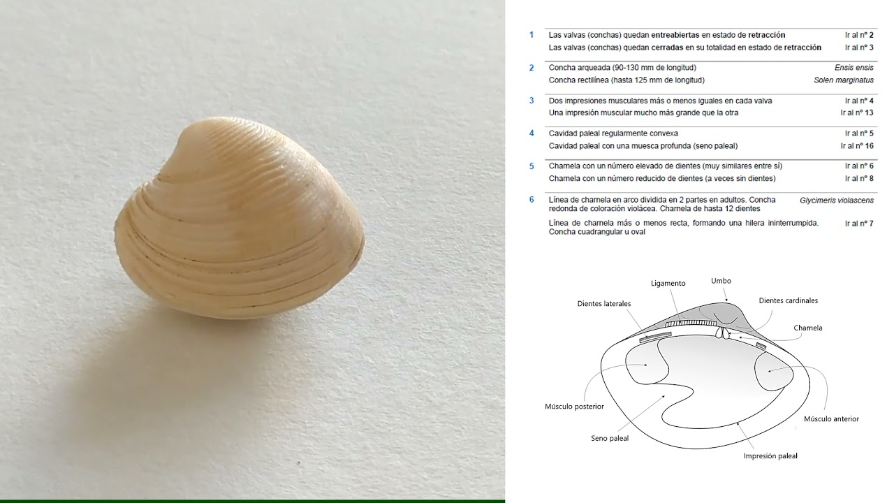 Determinación de moluscos bivalvos mediante el uso de clave dicotómica |  | UPV