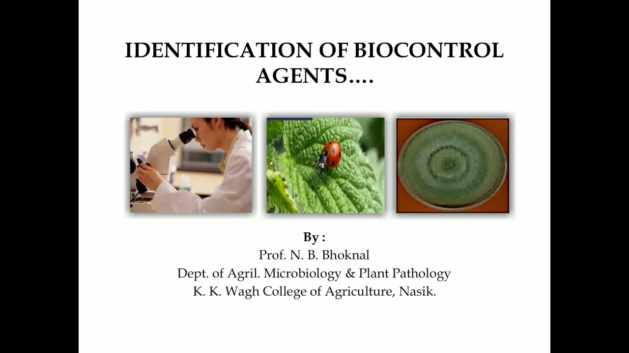 Identification of Biocontrol agent by Prof. N. B. Bhoknal