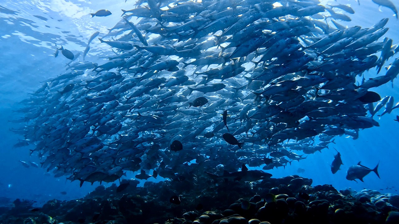 Surrounded by Jackfish! Incredible Sipadan Dive Experience in Borneo
