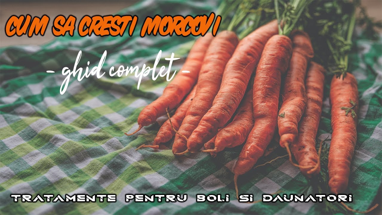 CULTIVAREA MORCOVILOR | INVATA CUM SA CRESTI MORCOVI PAS CU PAS