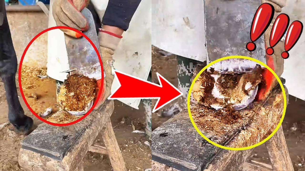 Protecting animals, artisans give donkeys nail care with skillful techniques.