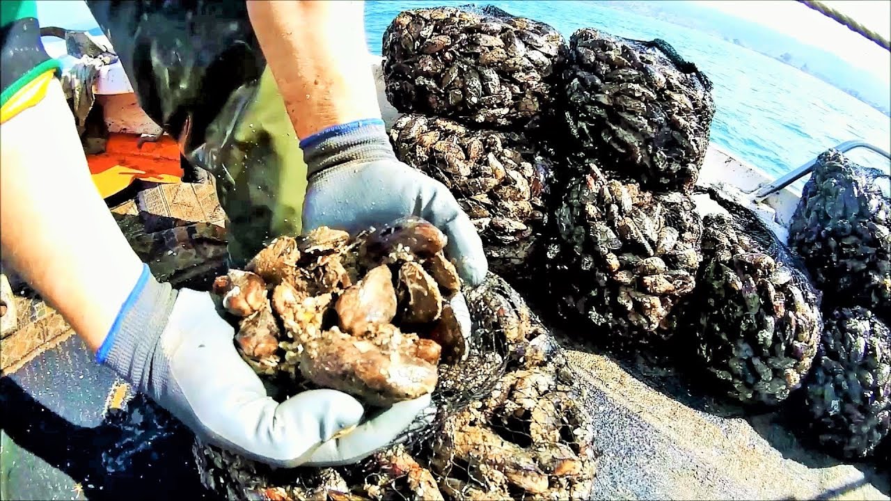 Harvesting Wild Mussels (Havara) in Kalloni Gulf - Lesvos island Greece!