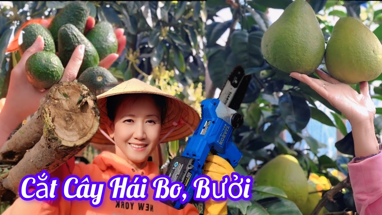 Cắt Cây Và Hái Trái Bưởi Trong Vườn Nhà l Cô Út Củ Chi USA #coutcuchiusa 