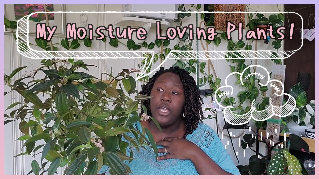 Moisture Loving Plants!