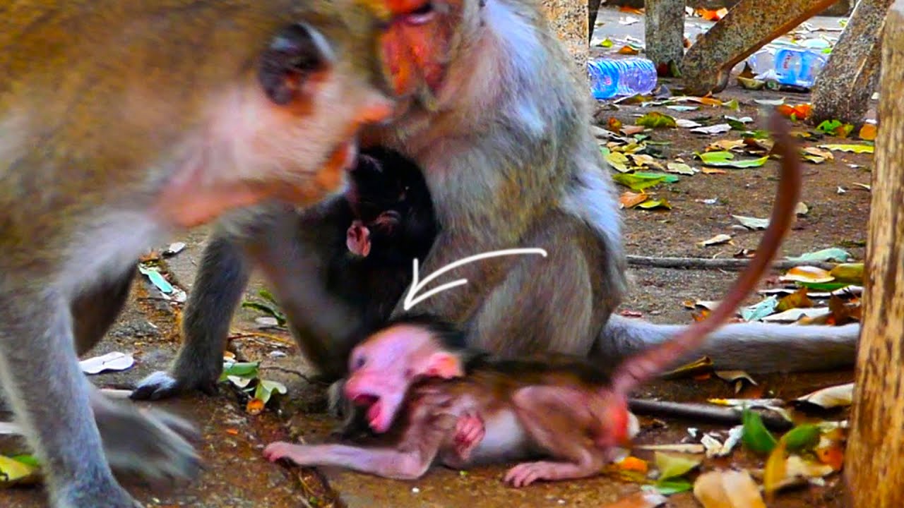 Oo.M.g! Grandma Dd.i.s.c.i.p.l.i.n.e.d to Ww.a.r.n baby monkey Cc.r.y.i.n.g Ss.h.a.k.i.n.g body