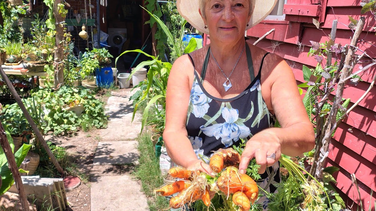 Malformación en zanahorias..se comen? 🇺🇾