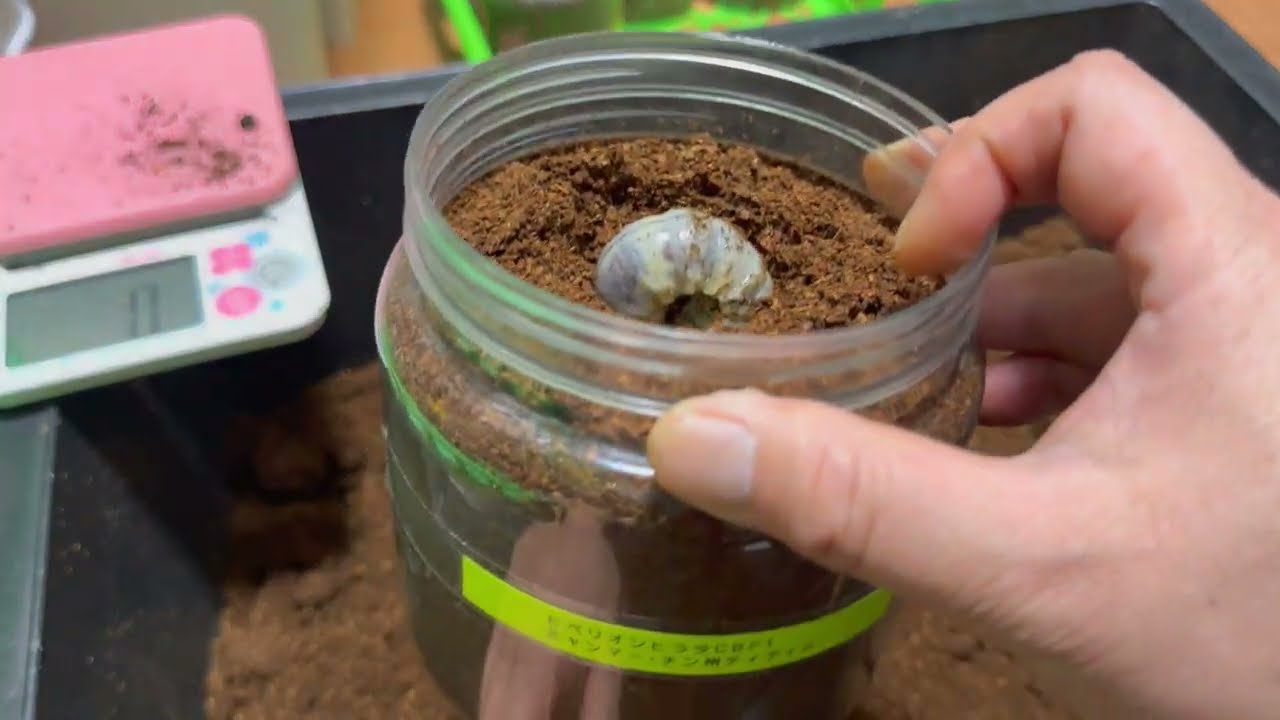 【超マニア向け】珍品、外国産ヒラタの幼虫ボトル交換をします